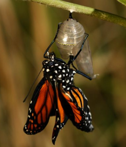 Butterfly coming out of cocoon