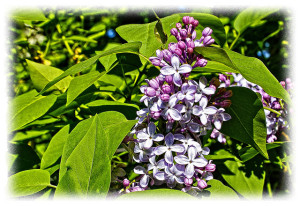 Flower lilac